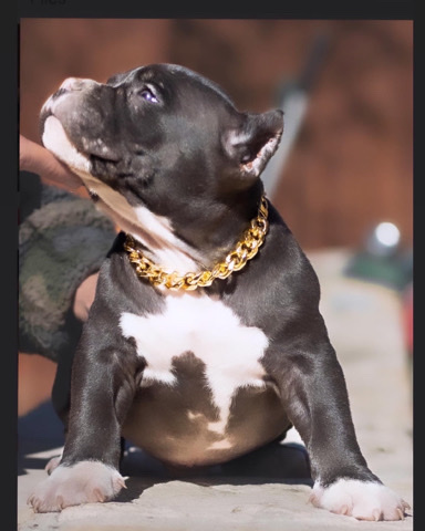 American Pit Bull Terrier – American Bully Puppies Pockets