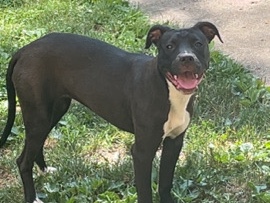 American Pit Bull Terrier – Pitbull Puppies – Indianapolis