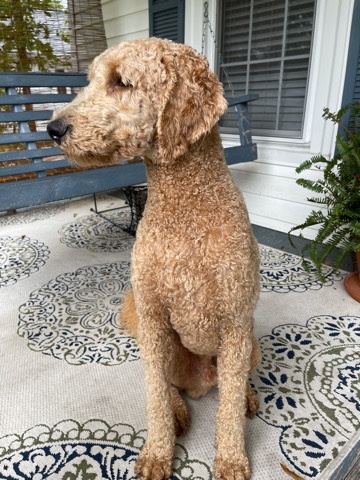 Male Labradoodle