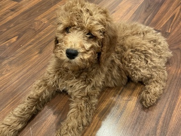 Goldendoodle – puppy for sale – Blue Island