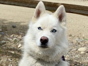 Siberian Husky – needs more space – Gardnerville