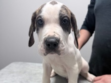 Great Dane – Great Dane puppies – La Porte