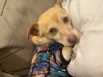 Chihuahua – loving chihuahua – San Jose