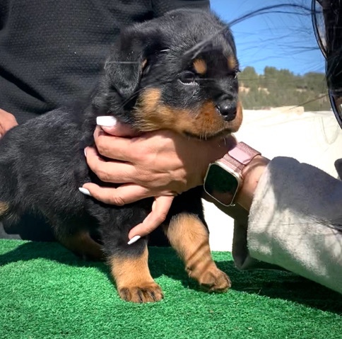 Rottweiler – rottweiler puppies
