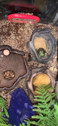 Any – 3 small hermit crabs with enclosure