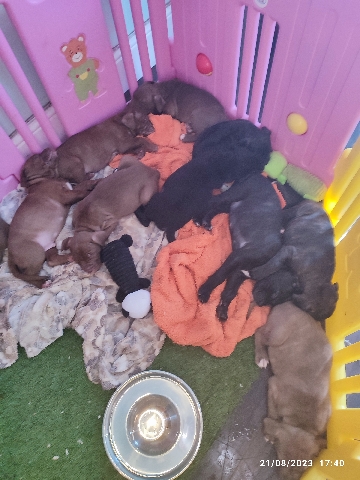 neo mastiff doguebordoe puppies