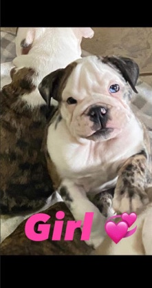 English Bulldog puppy