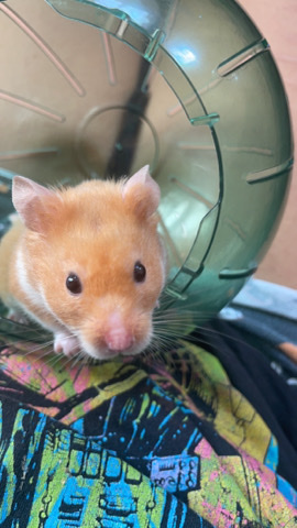Any – Syrian hamster
