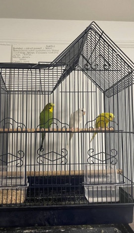 Budgerigar – Budgerigar (3 pcs) + Birdcage
