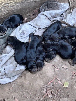 Rottweiler – Rottweiler