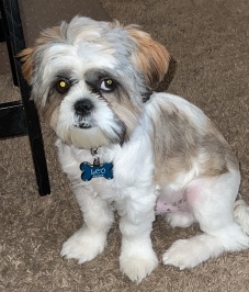 Shih Tzu – Pure Breed Shih Tzu