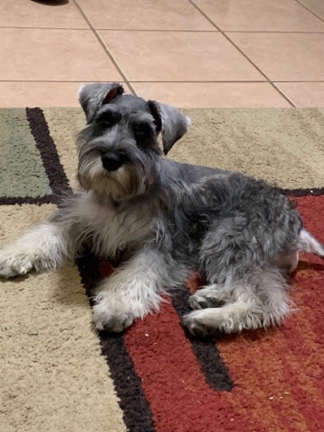 Miniature Schnauzer – mini schnauzer