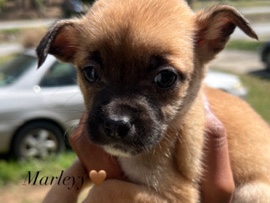 Chihuahua – Chihuahua Russel’s – High Point