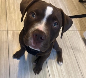 American Bulldog – 3 month old puppy
