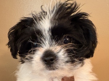 Maltipoo – Adorable Maltipoo/morkie Puppy for Sale – 11 Weeks Old in Rockford – Rockford