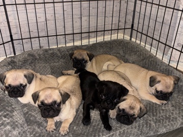 Pug – pug puppies – Las Cruces