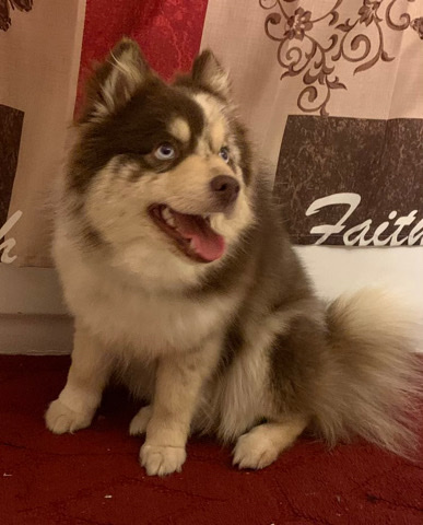 Pomeranian – Pomsky 4 Sale