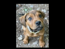 Labrador Retriever – Welpe zu verkaufen – Waldrach