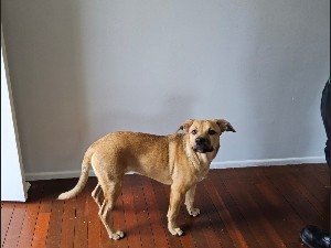Australian Kelpie – kelpie x Cattle dog 7 months – Kingston