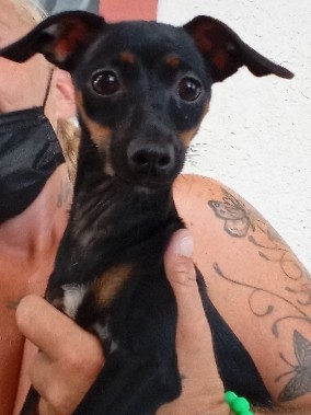 Female Miniature Pinscher