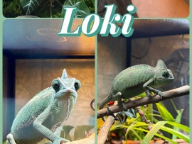 Chameleon – Female Veiled Chameleon – Harrison