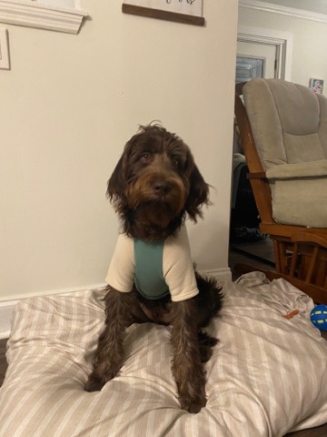 Poodle – 11 month make chocolate labradoodle