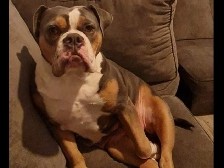 Olde English Bulldogge – Olde English bulldogge Bolton Greater Manchester – Newcastle upon Tyne