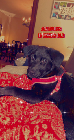 Border Collie – puppy for adoption!