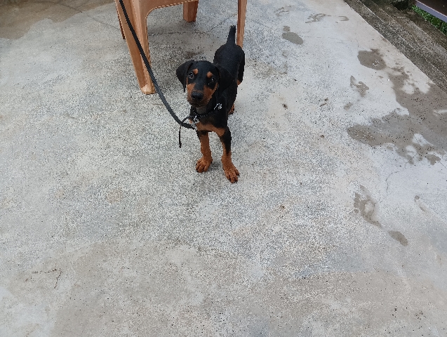 Doberman Pinscher – Dober Man Male Puppy Bone Puppy Avalable