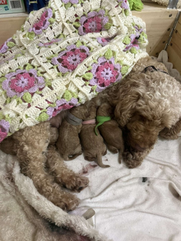 cockapoo for sale