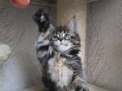Maine Coon – meilleur maine coon et mignonne magnefique gentil sociable Calin les, maine coon sont comme ça – Caudebronde
