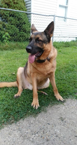 German Shepherd – Ralo Boy