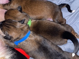 Belgian Shepherd Dog (Malinois) – Chiots Malinois X Berger australien – Ostricourt