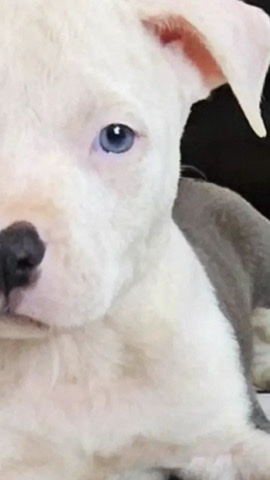 American Pit Bull Terrier – Full Breed Pit Bull Puppy - Blue Eyes