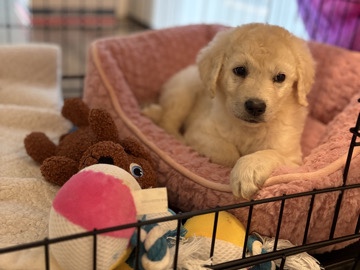 Labradoodle – Labradoodle Female – Conroe