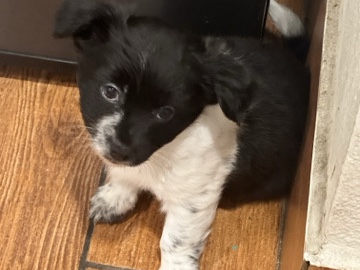 Chihuahua – Chihuahua Puppy / Long Hair Chihuahua – Anaheim