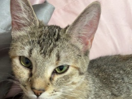 Penelope & Priceless – Murfreesboro