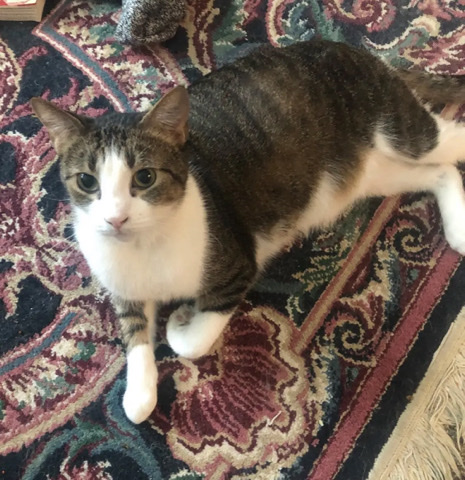 Russian White, Black and Tabby – Emergency - Cats Owner Passed