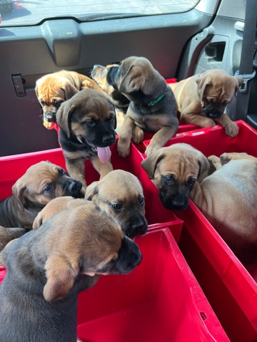 English Mastiff – mastiff puppies