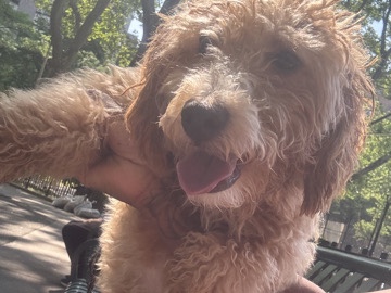 Poodle – Poochon friendly 6month old puppy – New York