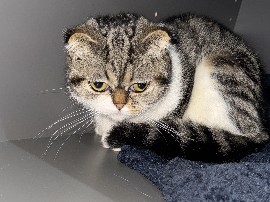 Image of Scottish Fold