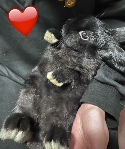 Holland Lop – Rehoming 2 Holland Lop Bunnies