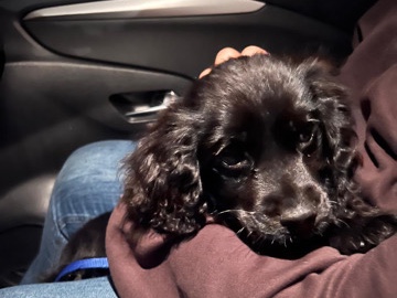 Image of English Cocker Spaniel
