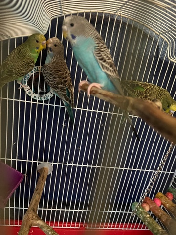 2 green, 2 blue, white and yellow parakeets