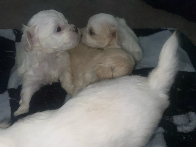 adorable peke-a-tese