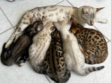 Bengal / Savannah Kittens 