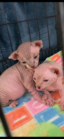 Sphinx Kittens looking to be rehomed