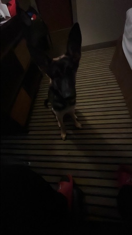 German Shepherd – pure breed German shepherd