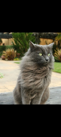 Nebelung – long haired Russian blue cat