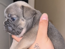 French Bulldog – French bulldog